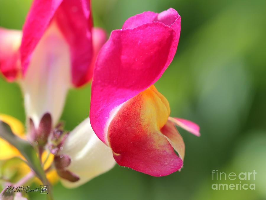 Snapdragon named Floral Showers Red and Yellow Bicolour #3 Photograph by J McCombie