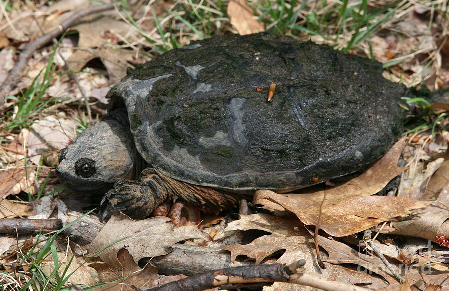 Snapping Turtle #3 Photograph by Neal Eslinger