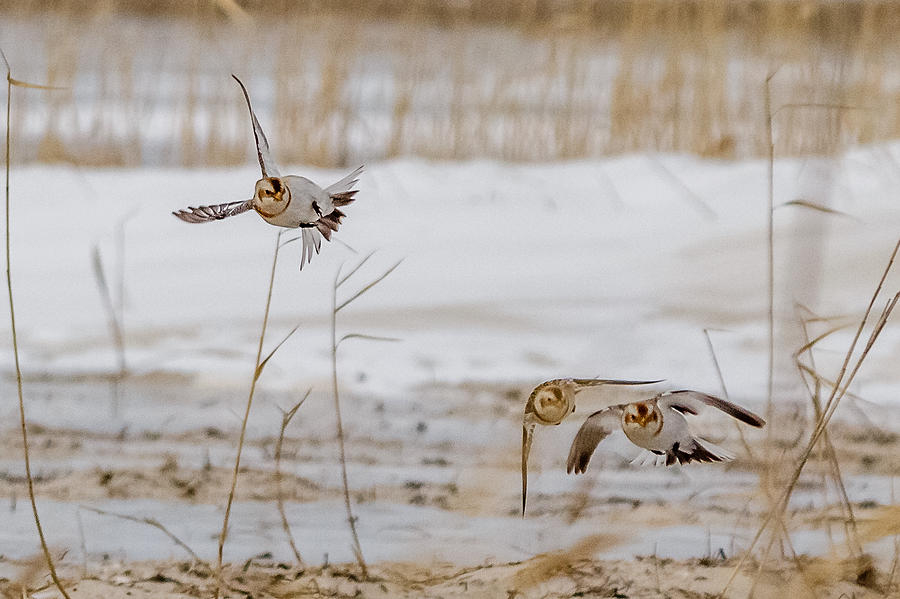 Snow bunting in flight #3 Photograph by SAURAVphoto Online Store