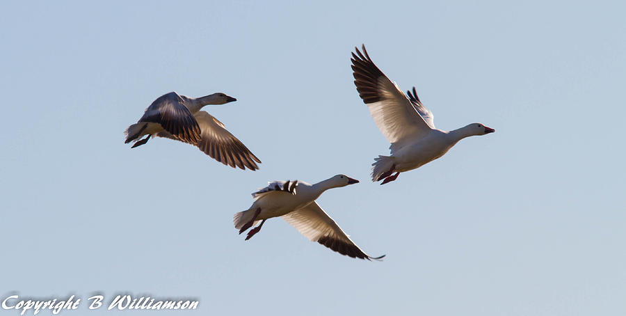 Geese Photograph - Snow Geese #3 by Brian Williamson