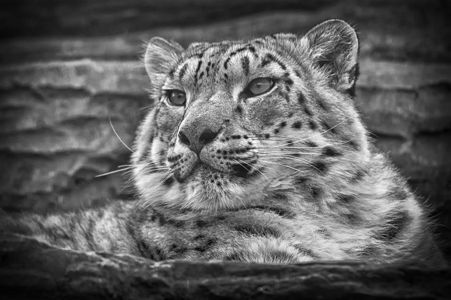 Snow Leopard #3 Photograph by Chris Boulton