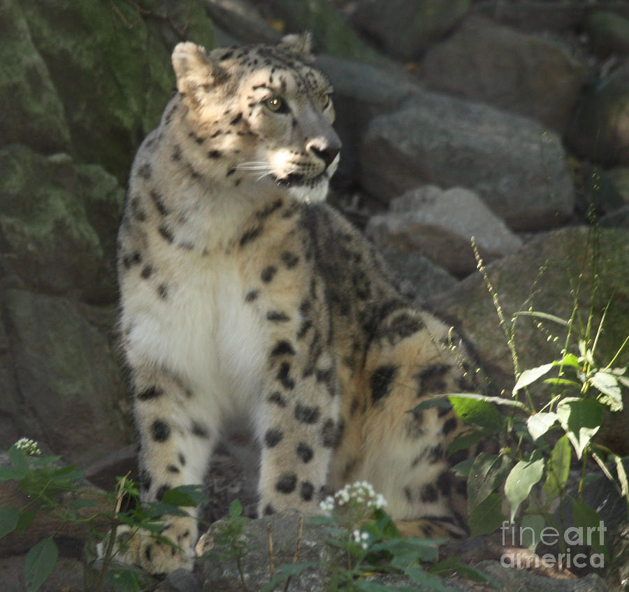 Wildlife Photograph - Snow Leopard on the Prowl by John Telfer