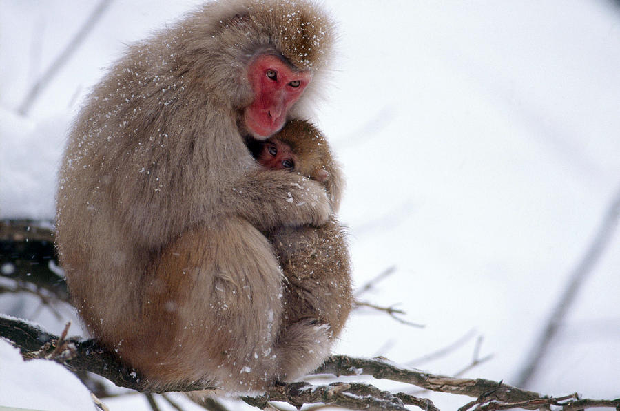Snow Monkeys #3 Photograph by Akira Uchiyama