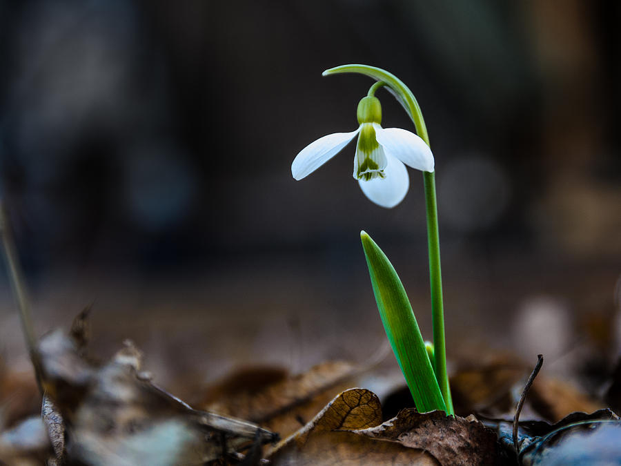 Snowdrop flower Photograph by Michael Goyberg