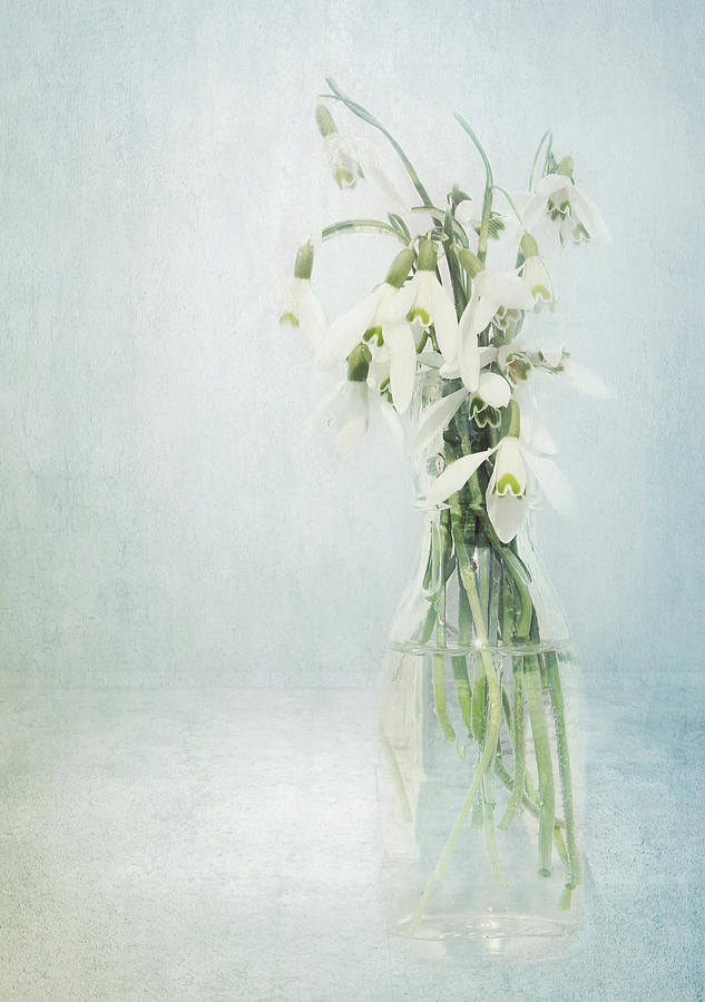 Spring Mixed Media - Snowdrops Stilllife by Heike Hultsch
