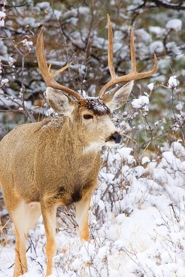 Snowstorm Deer #3 Photograph by Steven Krull