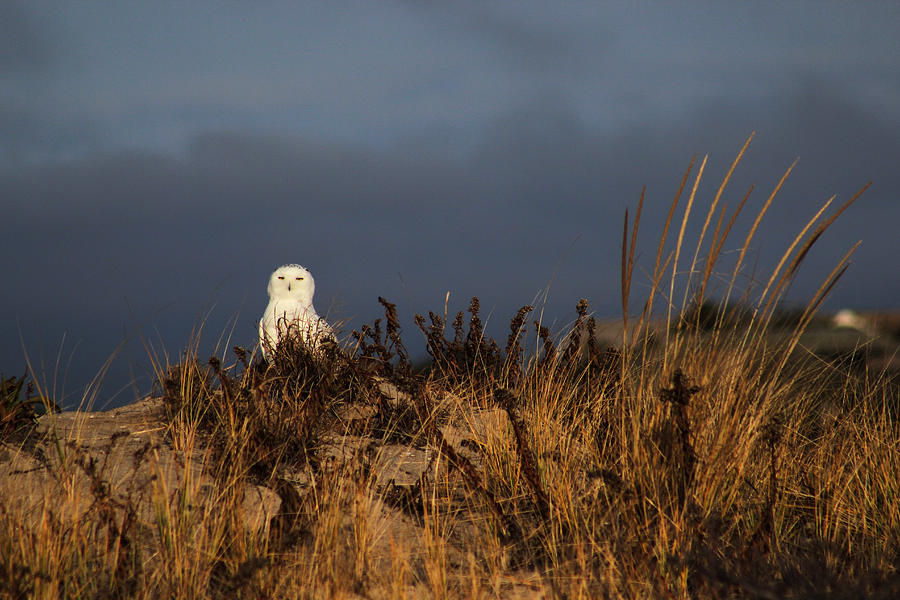 Snowy Owl Hampton Bays New York #3 Photograph by Bob Savage