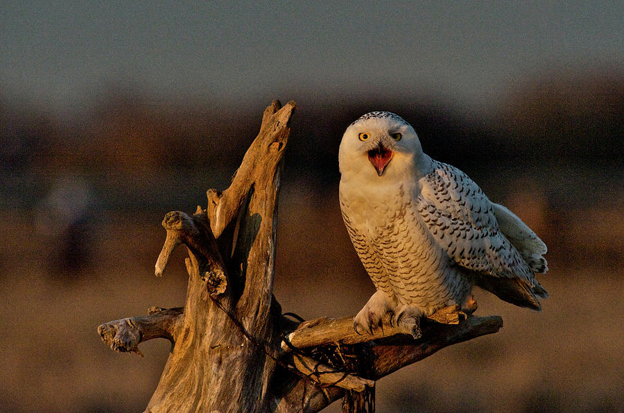 Snowy Owl - Yawn Photograph by Hisao Mogi