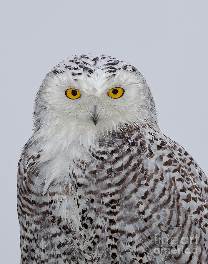 Bubo Scandiacus Photograph - Snowy Owl by Joshua Clark Bubo Scandiacus Photograph - Snowy Owl by Joshua Clark