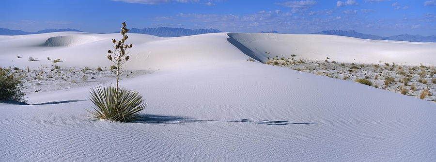 Soaptree Yucca In Gypsum Dunes White Photograph by Konrad Wothe