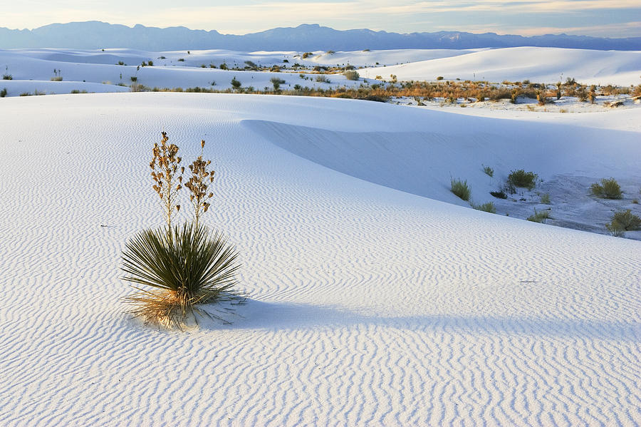 Soaptree Yucca In Gypsum Sand White #3 Photograph by Konrad Wothe