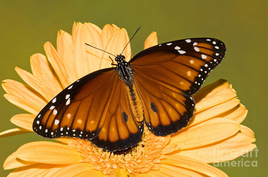 Soldier Butterfly Danaus Eresimus #3 Photograph by Millard H. Sharp