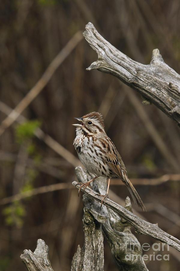 Song Sparrow #3 Photograph by Linda Freshwaters Arndt