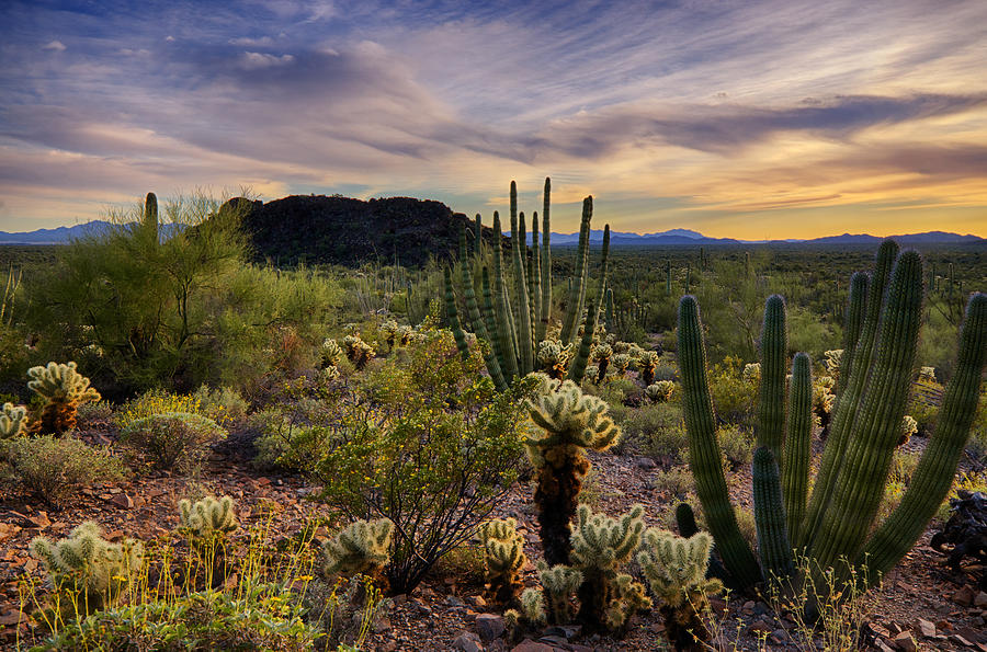 Sonoran Desert Sunset Photograph by Saija Lehtonen