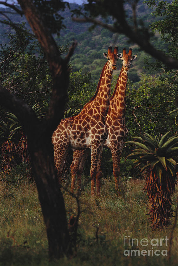 South African Giraffes #3 Photograph by Art Wolfe