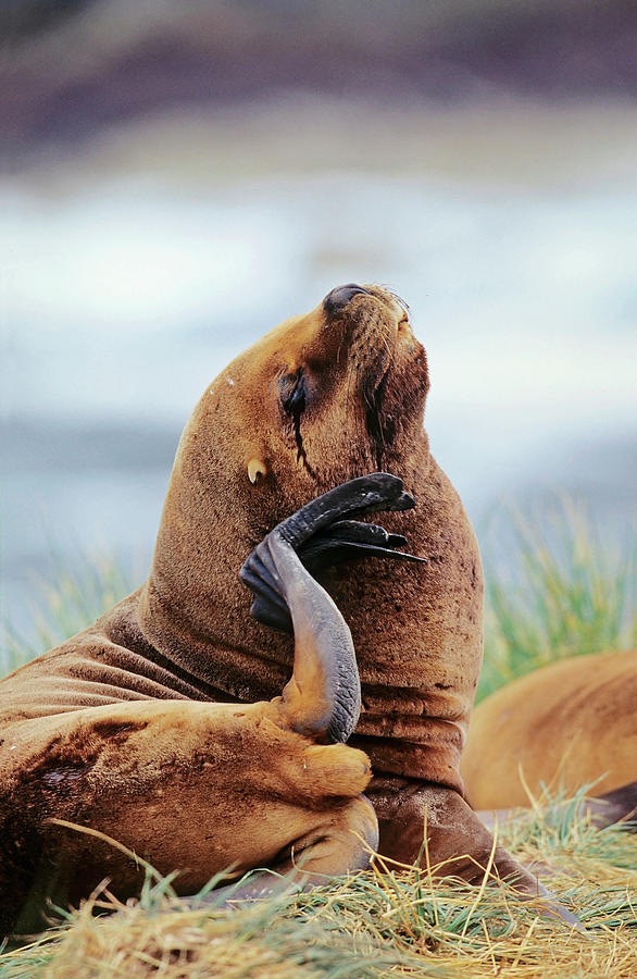 South American Sea Lion (otaria Photograph by Martin Zwick Fine Art