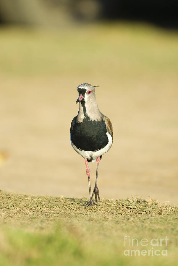 Southern Lapwing #3 Photograph by William H. Mullins