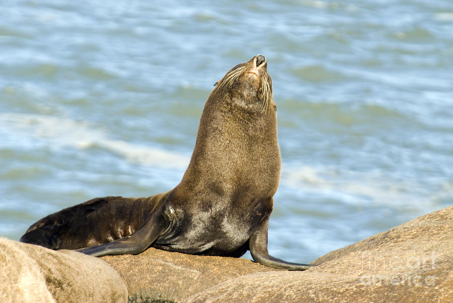 Southern Sea Lion #3 Photograph by William H. Mullins