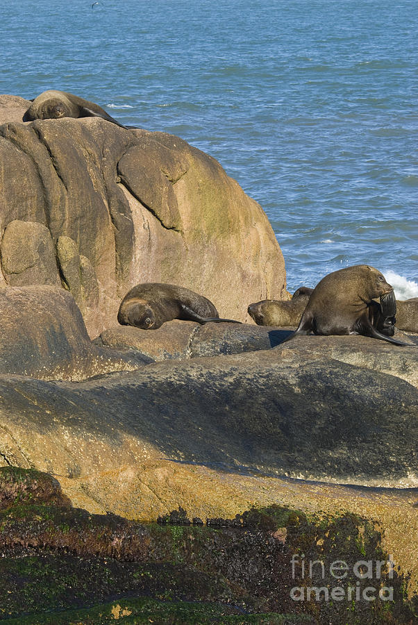Southern Sea Lions #3 Photograph by William H. Mullins
