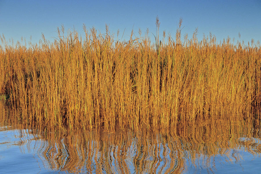 Marsh Plants