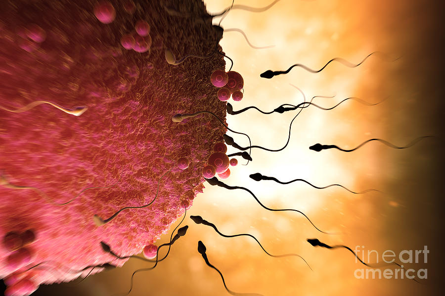 Sperm And Ovum Photograph by Science Picture Co
