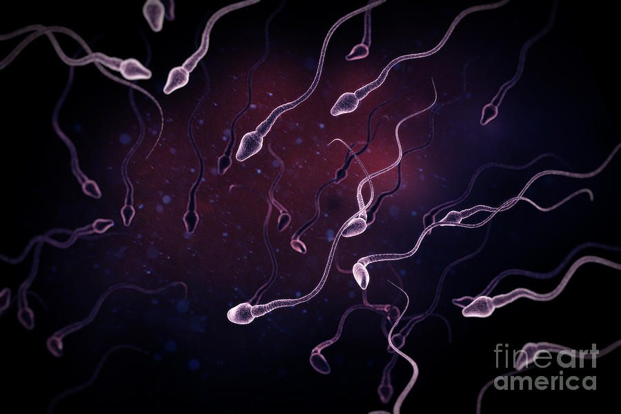 Sperm #3 Photograph by Science Picture Co