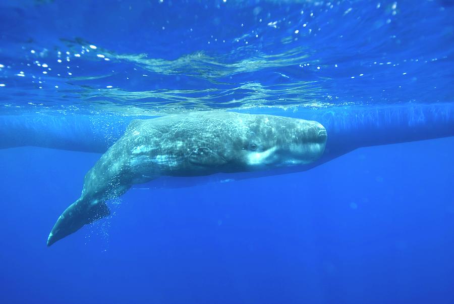 Sperm Whale #3 Photograph by Christopher Swann/science Photo Library