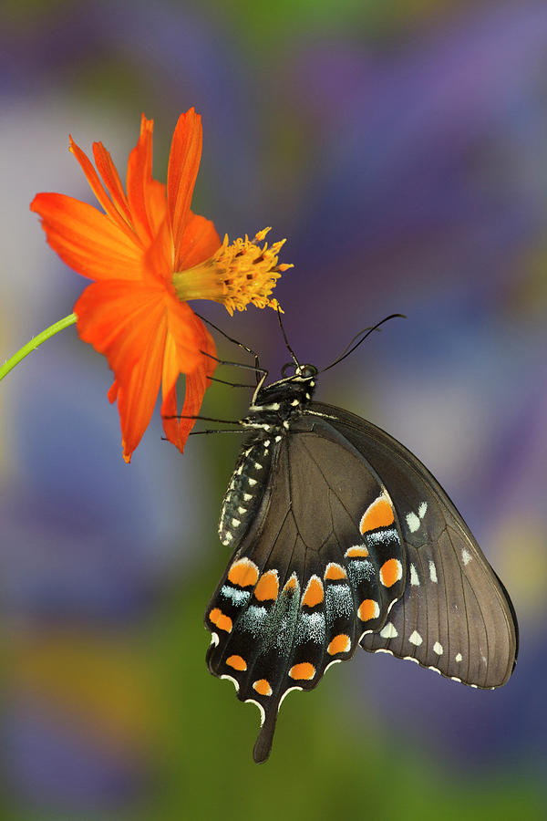 Butterfly Photograph - Spicebush Swallowtail Butterfly #3 by Darrell Gulin