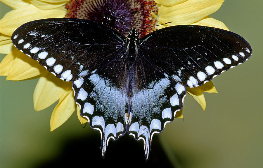 Spicebush Swallowtail Butterfly #3 Photograph by Millard Sharp