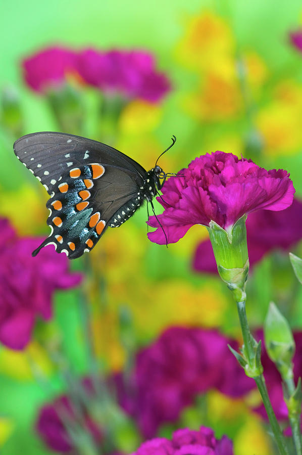 Butterfly Photograph - Spicebush Swallowtail, Papilio Troilus #3 by Darrell Gulin