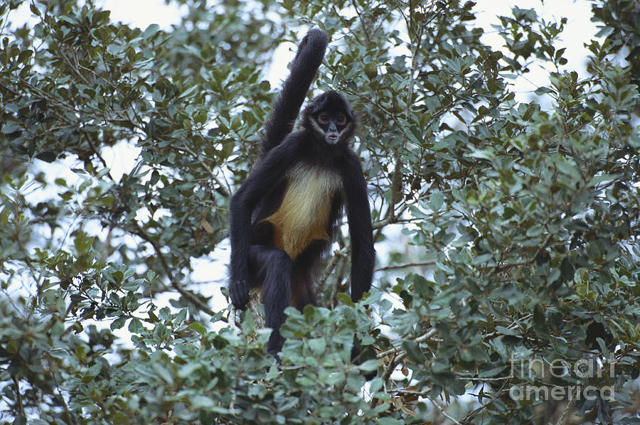 Spider Monkey #3 Photograph by Art Wolfe