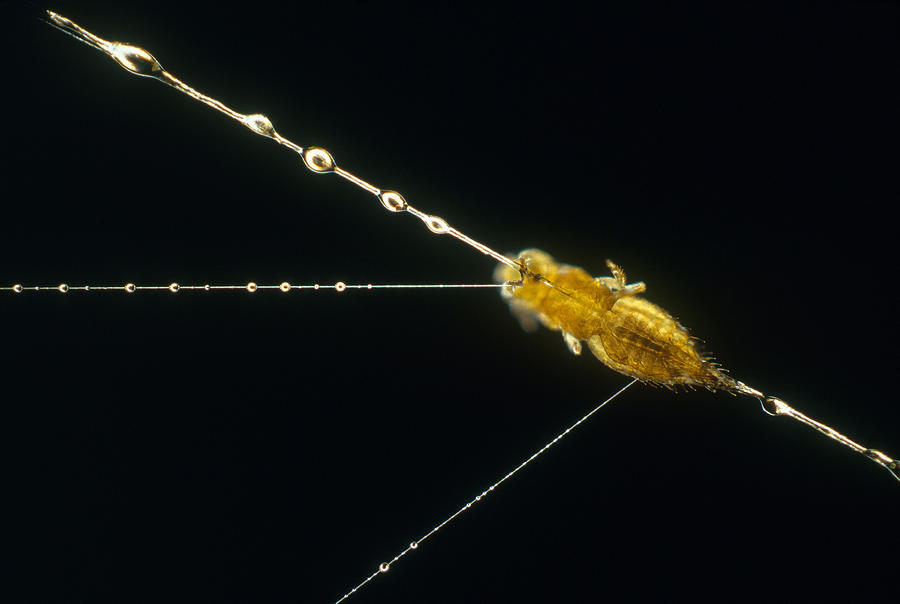 Spider Web Silk #3 Photograph by Michael Abbey Spider Web Silk #3 Photograph by Michael Abbey