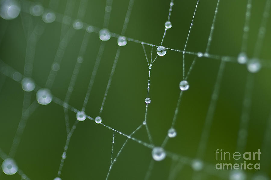 Spider web with dew drops  #3 Photograph by Jim Corwin