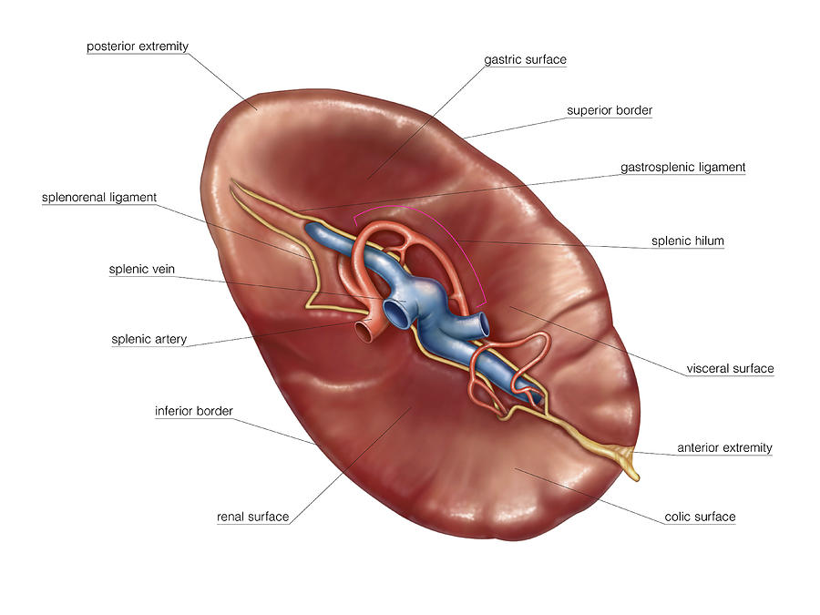 spleen diagram anatomy