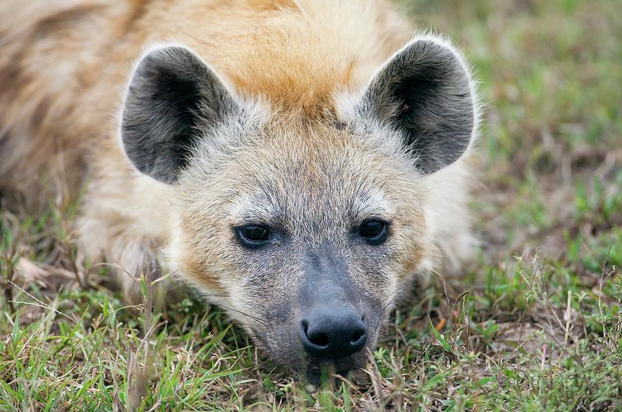 Spotted Hyena Photograph by Dr P. Marazzi/science Photo Library - Pixels