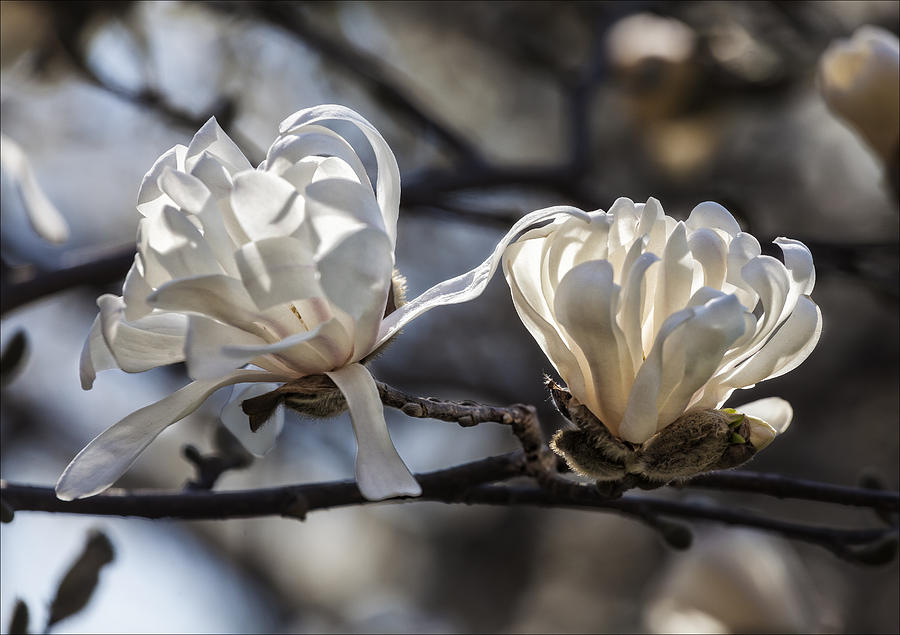 Spring April 2013 Magnolias #3 Photograph by Robert Ullmann