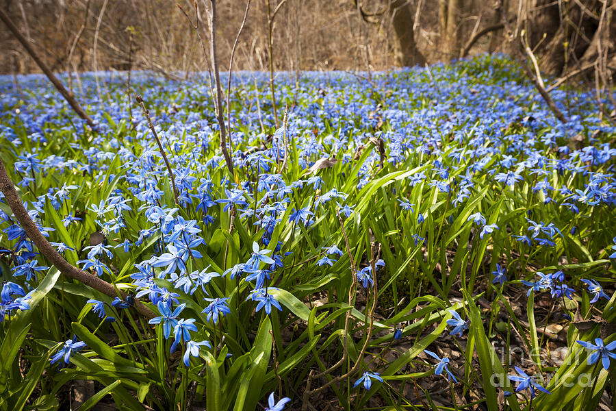 Spring blue flowers 3 Photograph by Elena Elisseeva