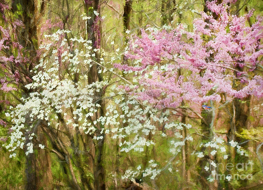 Flower Photograph - Spring #3 by Darren Fisher