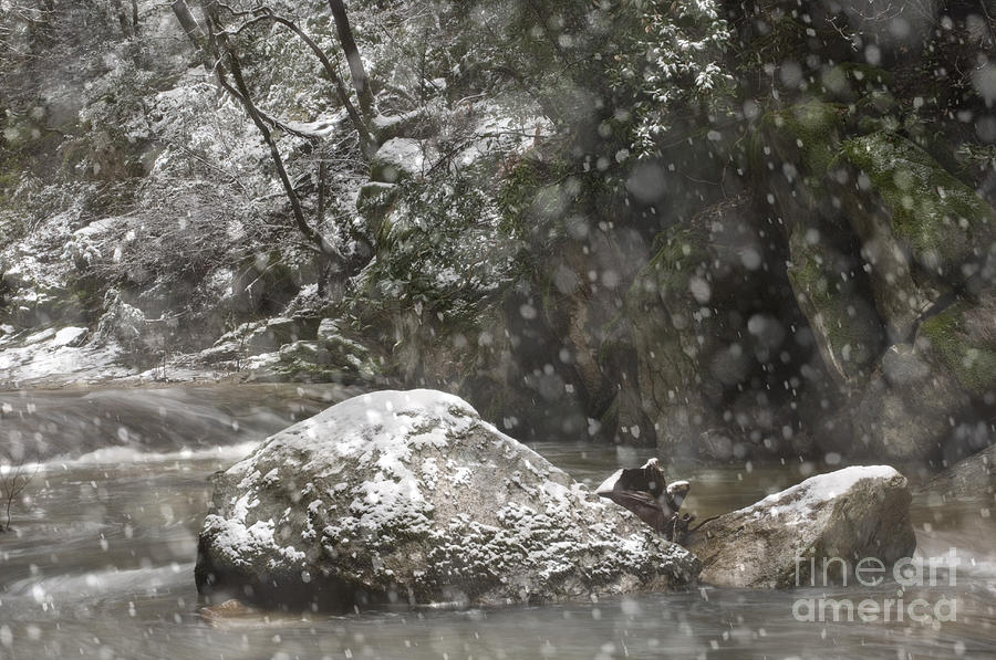 Spring Snowfall On Berry Creek, Sierras #3 Photograph by Ron Sanford