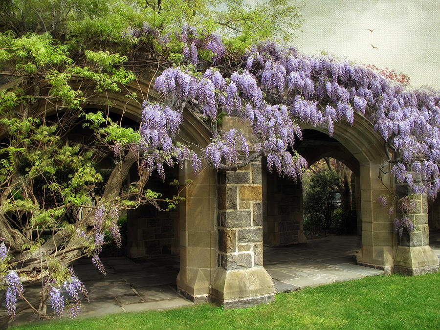 Spring Wisteria #3 Photograph by Jessica Jenney