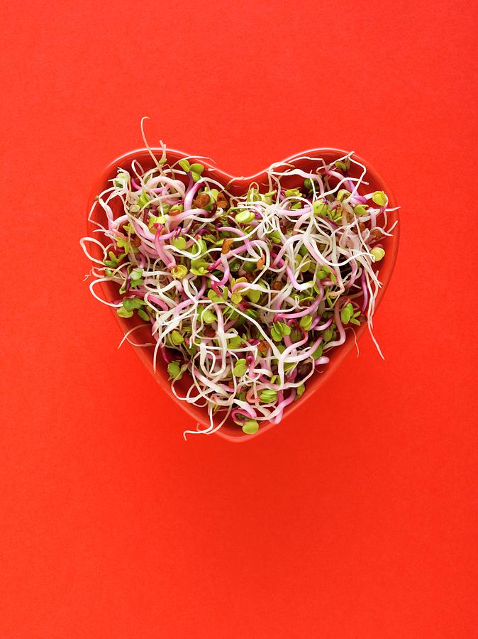 Sprouting Beans In Heart Shaped Bowl #3 Photograph by Science Photo Library