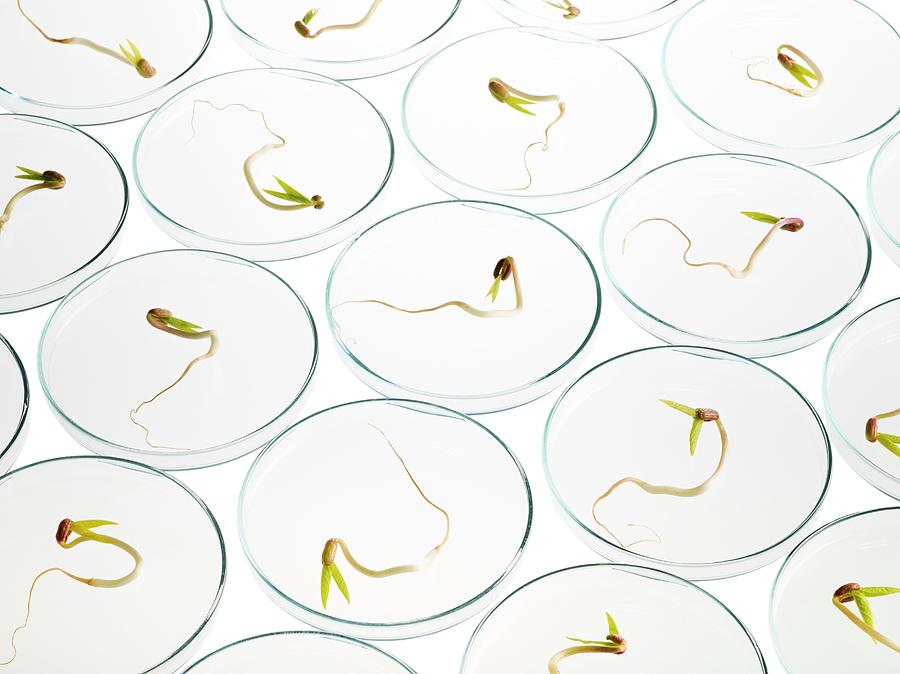 Sprouting Beans In Petri Dishes #3 Photograph by Science Photo Library