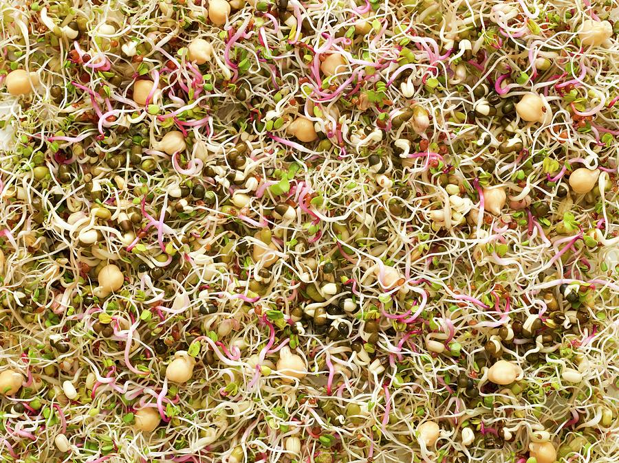 Sprouting Beans #3 Photograph by Science Photo Library