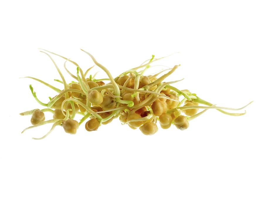 Sprouting Chickpeas #3 Photograph by Science Photo Library