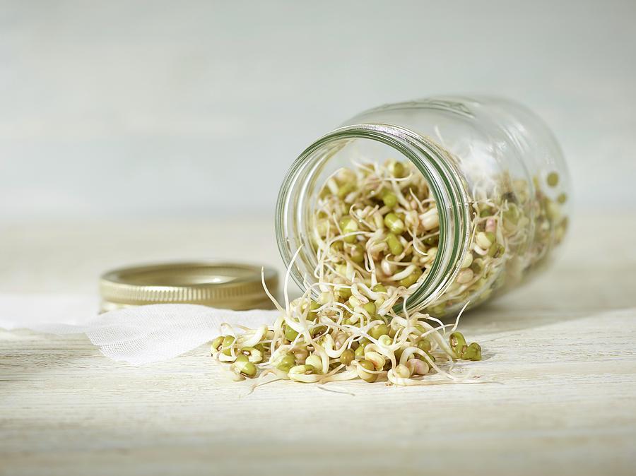 Sprouting Mung Beans #3 Photograph by Science Photo Library