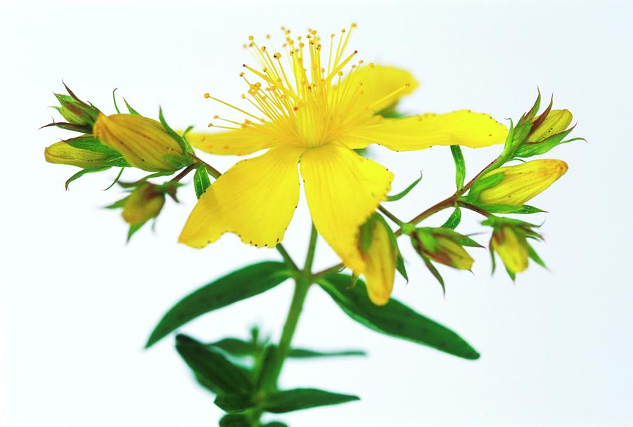 Flower Photograph - St Johns Wort Flowers #3 by Gustoimages/science Photo Library