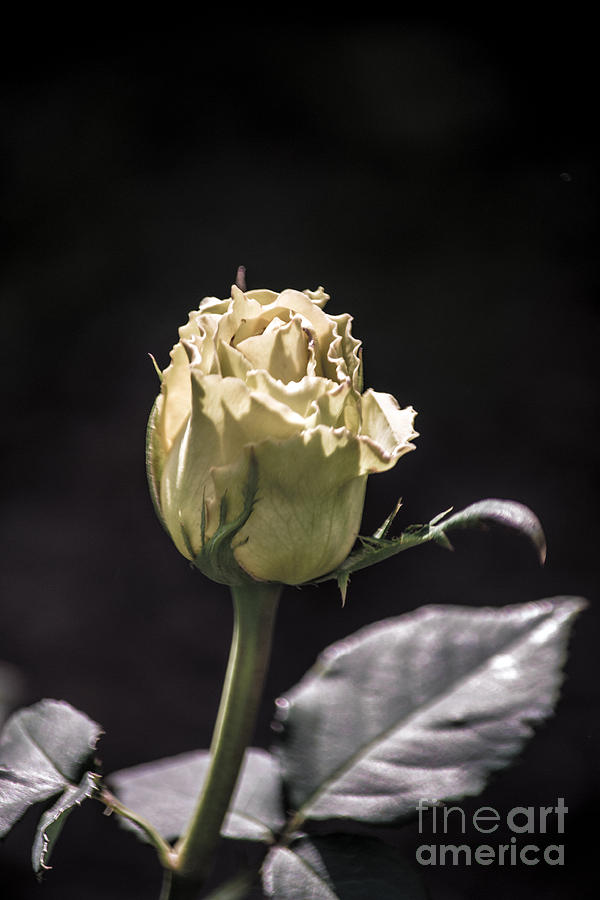 St Patricks Rose #3 Photograph by Angela DeFrias