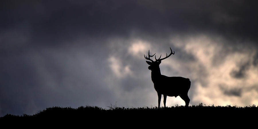 Stag Silhouette #3 Photograph by Gavin Macrae