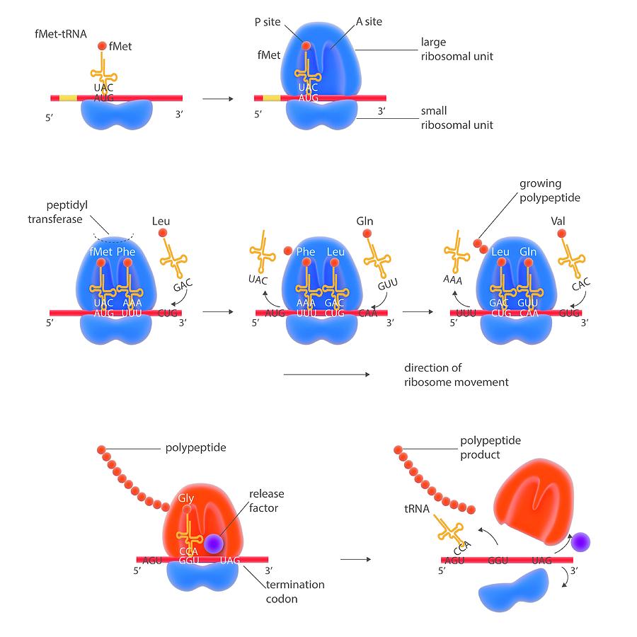  Stages Of Protein Synthesis Photograph By Science Photo Library Fine 