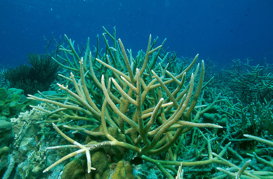 Animal Photograph - Staghorn Coral #3 by Andrew J. Martinez